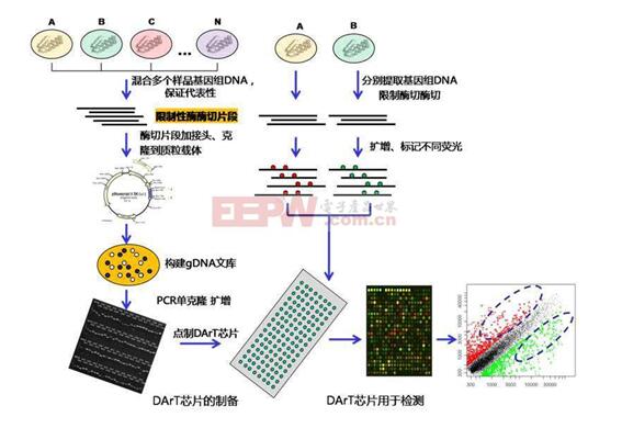 基因芯片的工作原理_基因芯片可以查哪些病